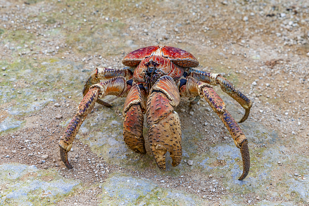 Giant robber crab, Christmas island, Australia, Indian Ocean