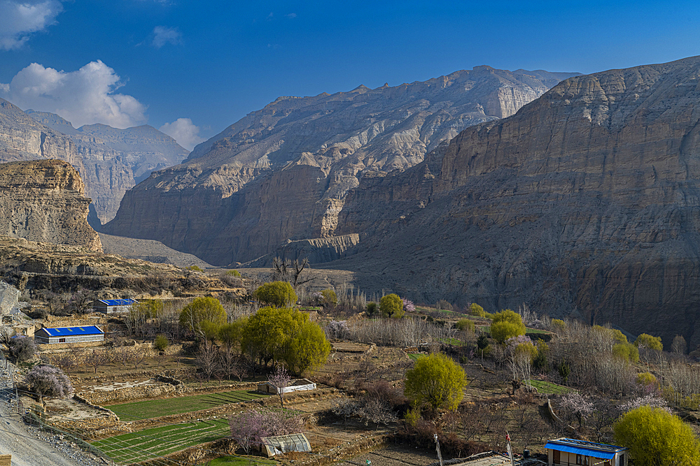 Apple trees, Kingdom of Mustang, Himalayas, Nepal, Asia