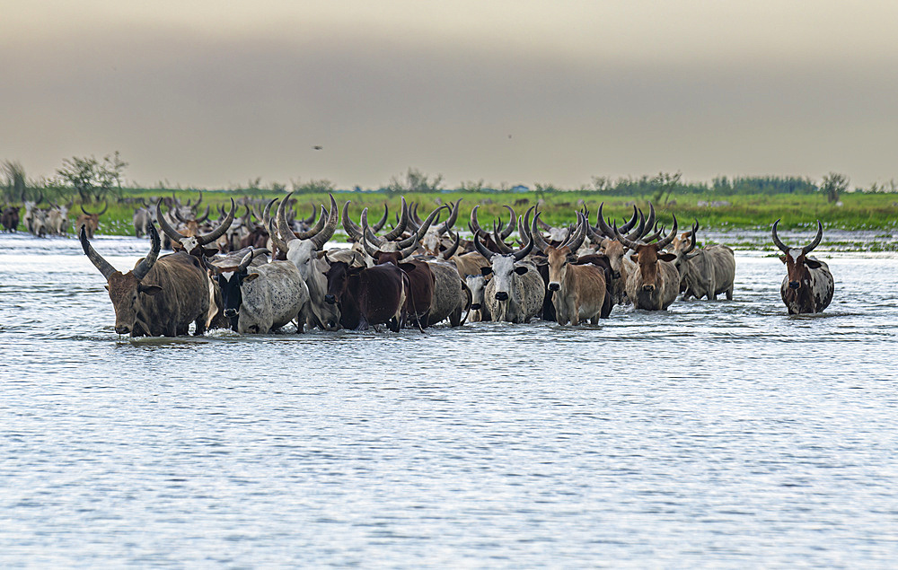 Cow herd walking through the water of Lake Chad, Chad, Africa