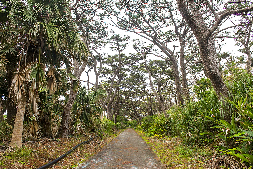 Beautiful road with trees on both sides, Minami Daito, Daito Islands, Japan, Asia