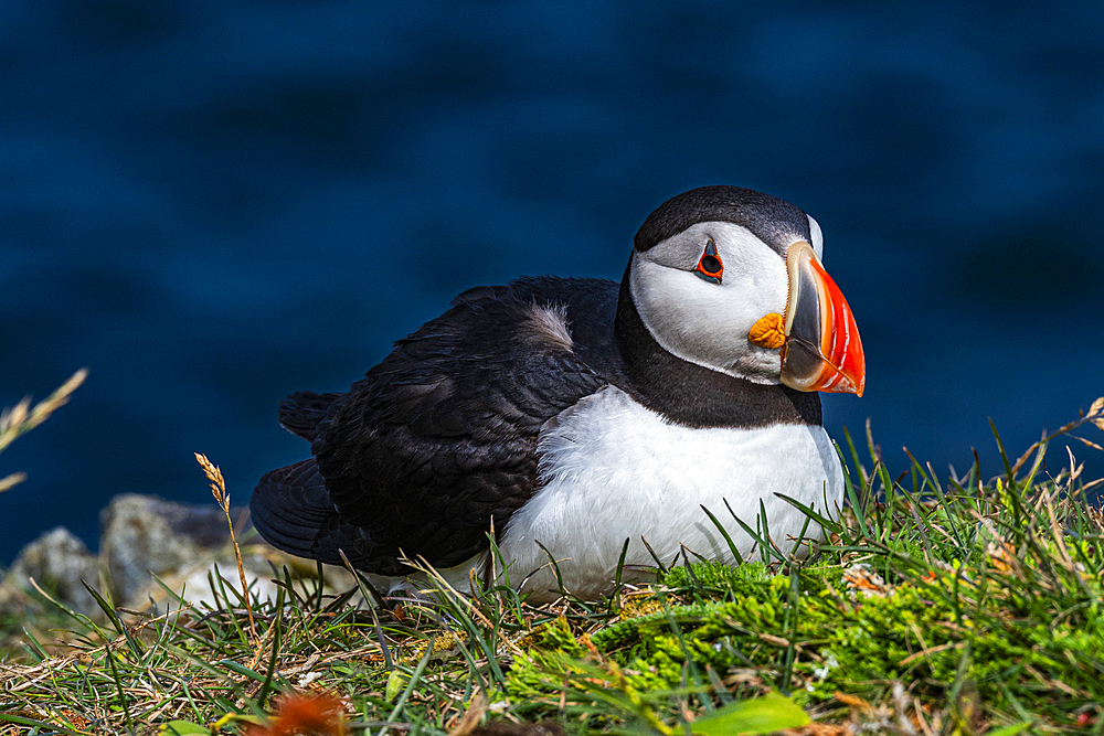 Close up of a Puffin, Puffin bird viewing site in Elliston, Bonavista Peninsula, Newfoundland, Canada, North America