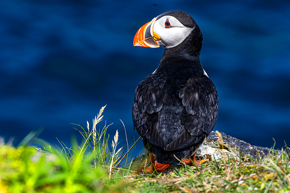 Close up of a Puffin, Puffin bird viewing site in Elliston, Bonavista Peninsula, Newfoundland, Canada, North America