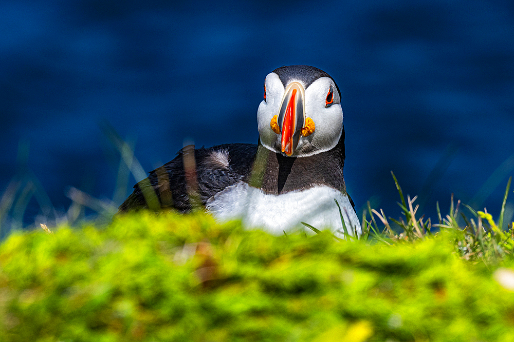 Close up of a Puffin, Puffin bird viewing site in Elliston, Bonavista Peninsula, Newfoundland, Canada, North America