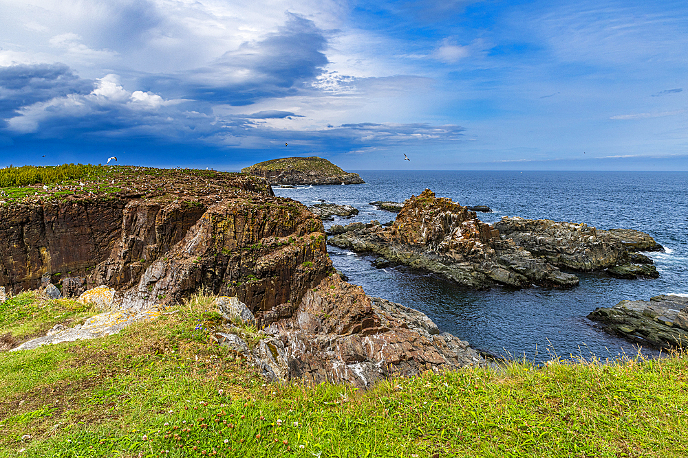 Puffin bird viewing site in Elliston, Bonavista Peninsula, Newfoundland, Canada, North America