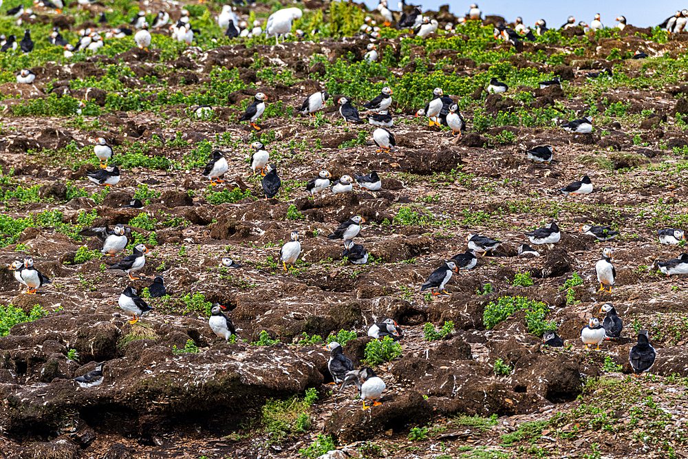 Close up of Puffins, Puffin bird viewing site in Elliston, Bonavista Peninsula, Newfoundland, Canada, North America