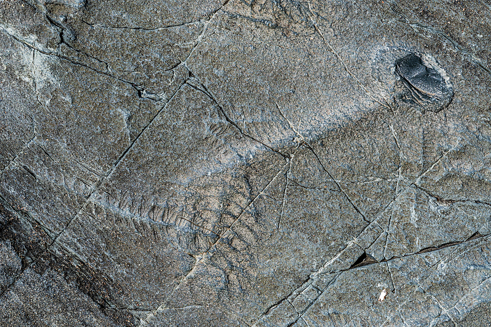 Precambrian fossils, Mistaken Point, UNESCO World Heritage Site, Avalon Peninsula, Newfoundland, Canada, North America