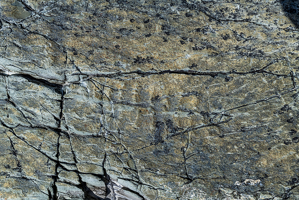 Precambrian fossils, Mistaken Point, UNESCO World Heritage Site, Avalon Peninsula, Newfoundland, Canada, North America