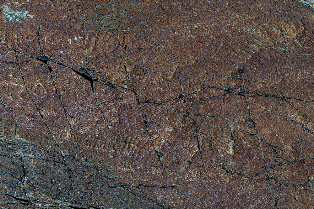 Precambrian fossils, Mistaken Point, UNESCO World Heritage Site, Avalon Peninsula, Newfoundland, Canada, North America