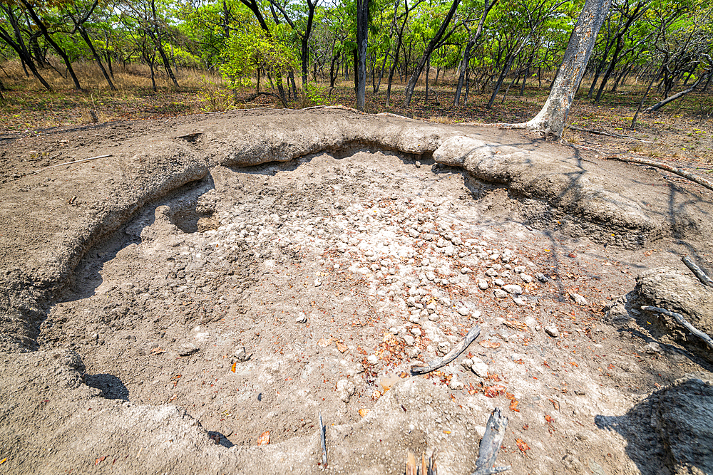 Feeding ground for the Giant sable antelope (Royal sable antelope) (Hippotragus niger variani), Cangandala National Park, Malanje, Angola, Africa