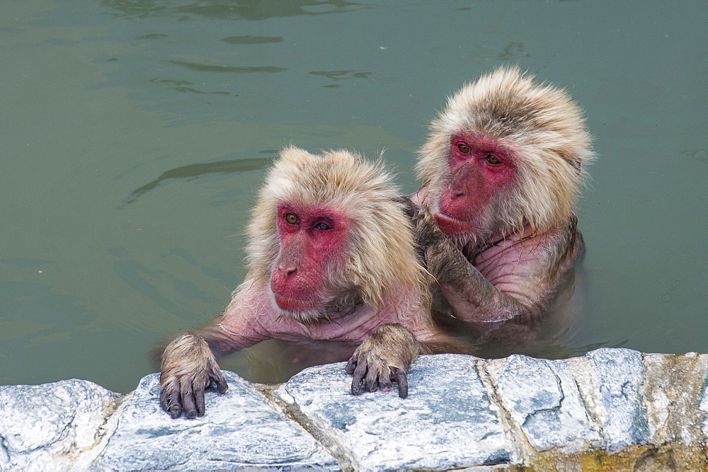 Hot-tubbing monkeys, Hakodate, Hokkaido, Japan, Asia