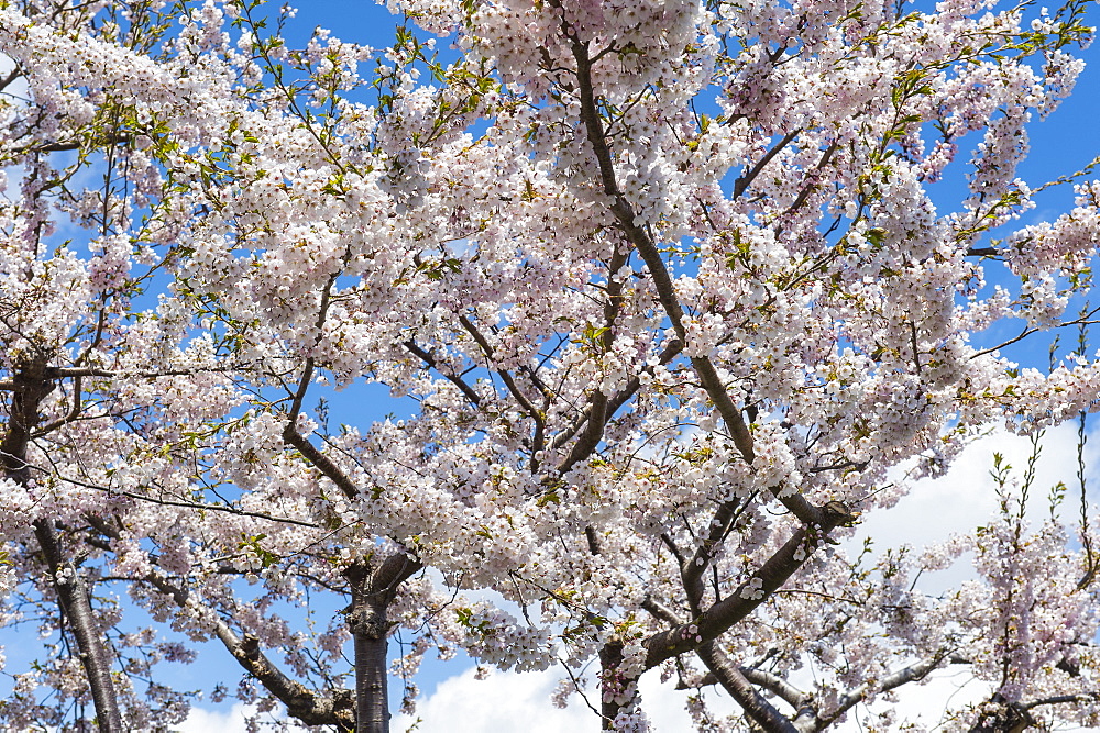 Blooming cherry tree, Motomachi district, Hakodate, Hokkaido, Japan, Asia