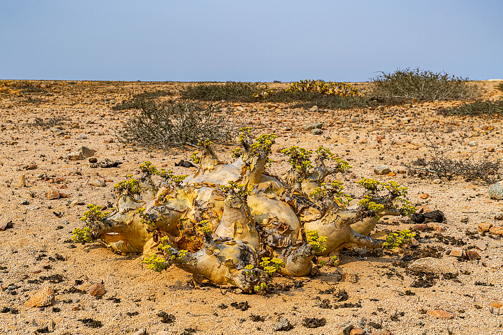 Welwitschia (Welwitschia mirabilis), Dombe Grande, Namibre, Angola, Africa