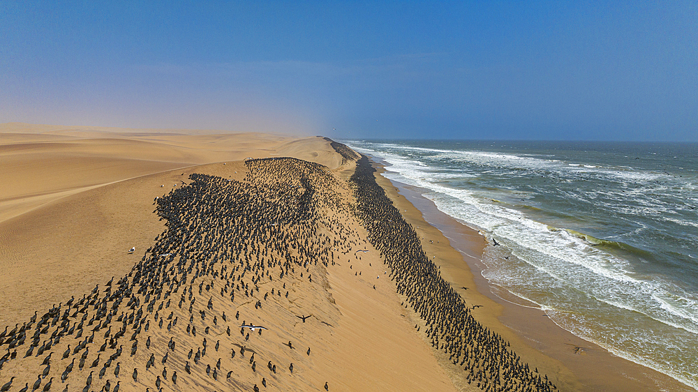 Aerial of massive numbers of Cormorants on the sand dunes along the Atlantic coast, Namibe (Namib) desert, Iona National Park, Namibe, Angola, Africa