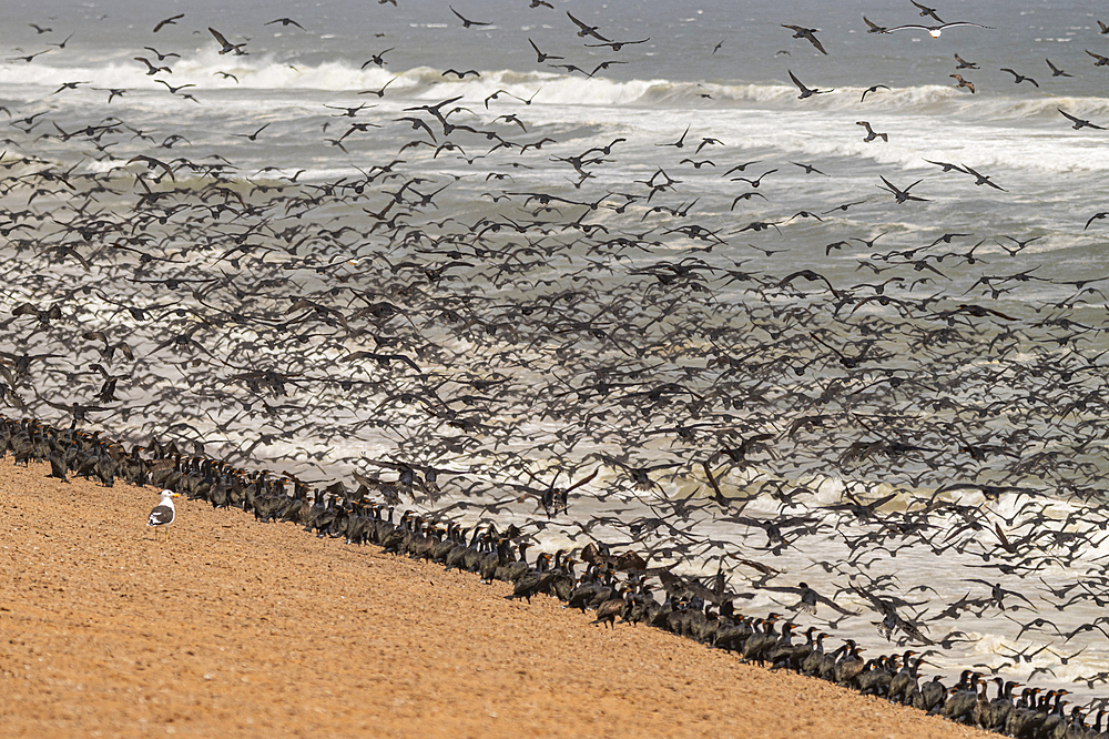 Massive numbers of Cormorants on the sand dunes along the Atlantic coast, Namibe (Namib) desert, Iona National Park, Namibe, Angola, Africa