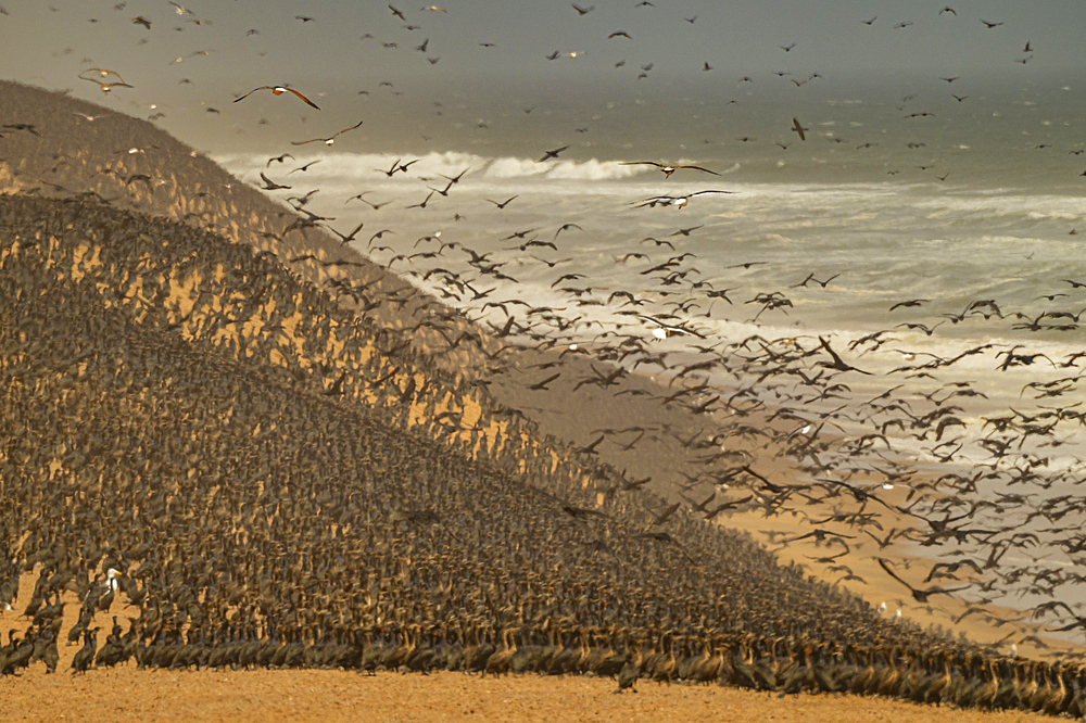 Massive numbers of Cormorants on the sand dunes along the Atlantic coast, Namibe (Namib) desert, Iona National Park, Namibe, Angola, Africa