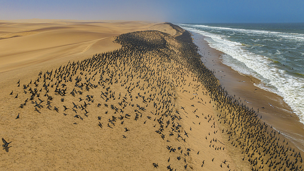 Aerial of massive numbers of Cormorants on the sand dunes along the Atlantic coast, Namibe (Namib) desert, Iona National Park, Namibe, Angola, Africa