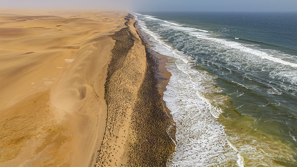 Aerial of massive numbers of Cormorants on the sand dunes along the Atlantic coast, Namibe (Namib) desert, Iona National Park, Namibe, Angola, Africa