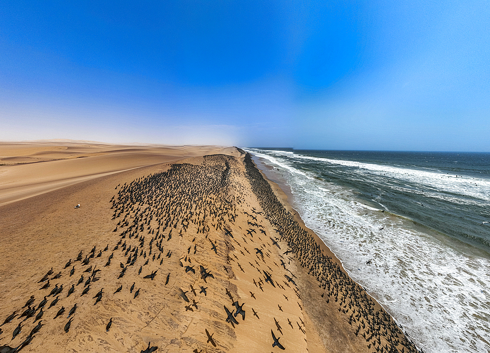 Aerial of massive numbers of Cormorants on the sand dunes along the Atlantic coast, Namibe (Namib) desert, Iona National Park, Namibe, Angola, Africa