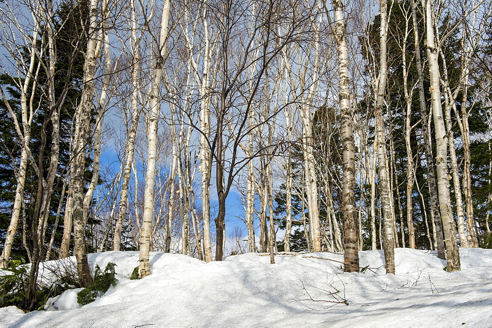 Birch tree forest in the Daisetsuzan National Park, UNESCO World Heritage Site, Hokkaido, Japan, Asia