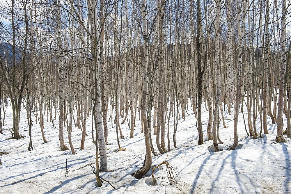 Birch tree forest, Furano, Hokkaido, Japan, Asia