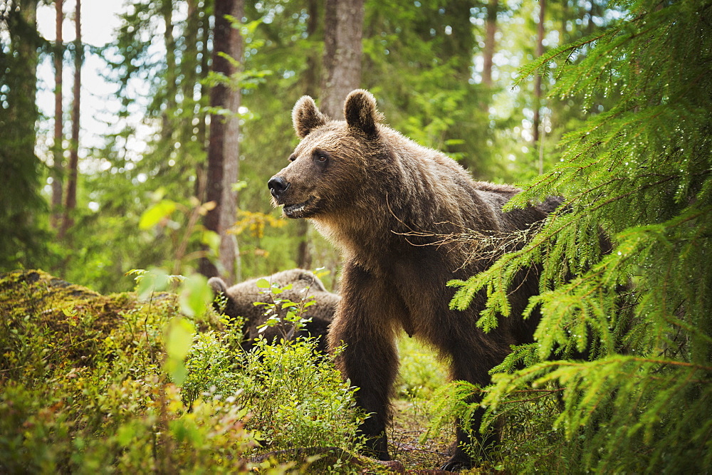 Brown bear (Ursus Arctos), Finland, Scandinavia, Europe