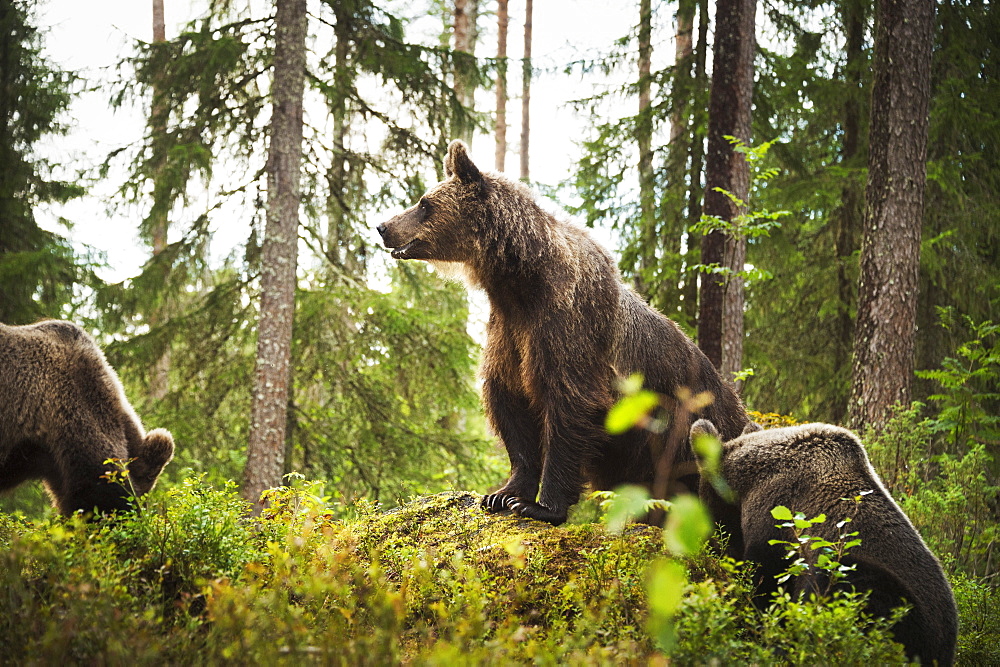 Brown Bear (Ursus Arctos), Finland, Scandinavia, Europe