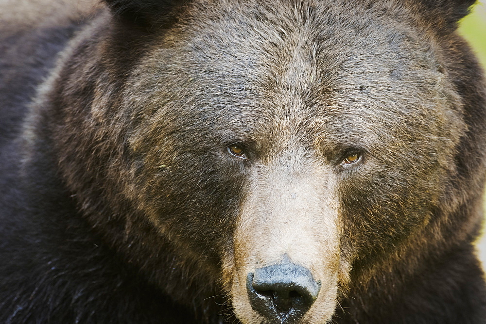 Brown Bear (Ursus Arctos), Finland, Scandinavia, Europe