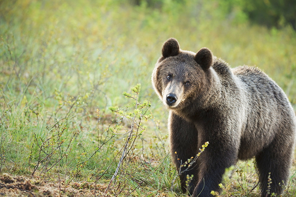 Brown Bear (Ursus Arctos), Finland, Scandinavia, Europe