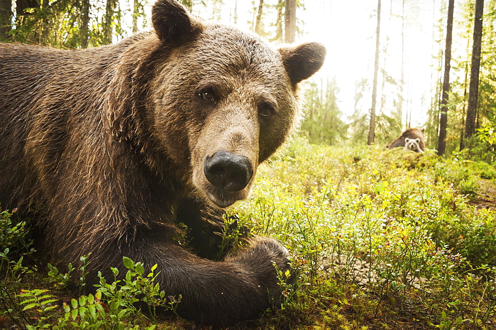 Brown Bear (Ursus Arctos), Finland, Scandinavia, Europe