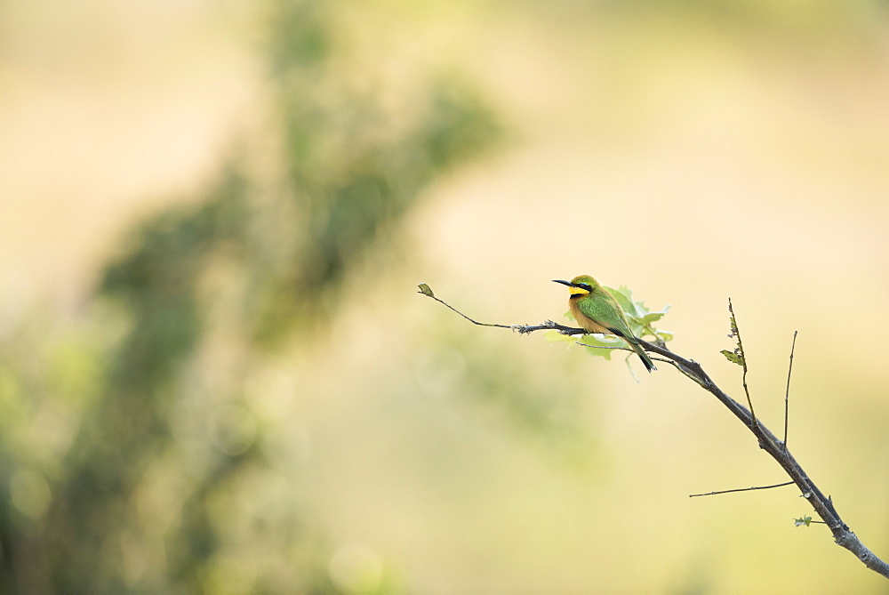 Little Bee Eater (Merops Pusillus), Zambia, Africa