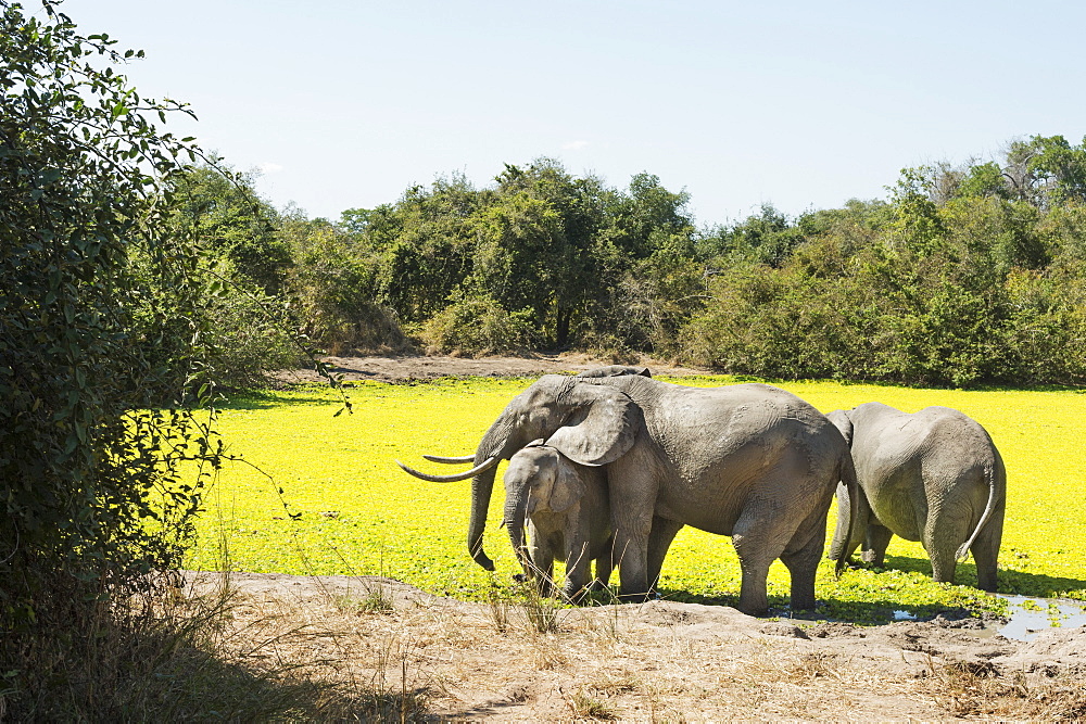 African Elephant (Loxodonta Africana), Zambia, Africa