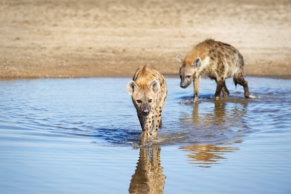 Spotted Hyena (Crocuta Crocuta), Zambia, Africa