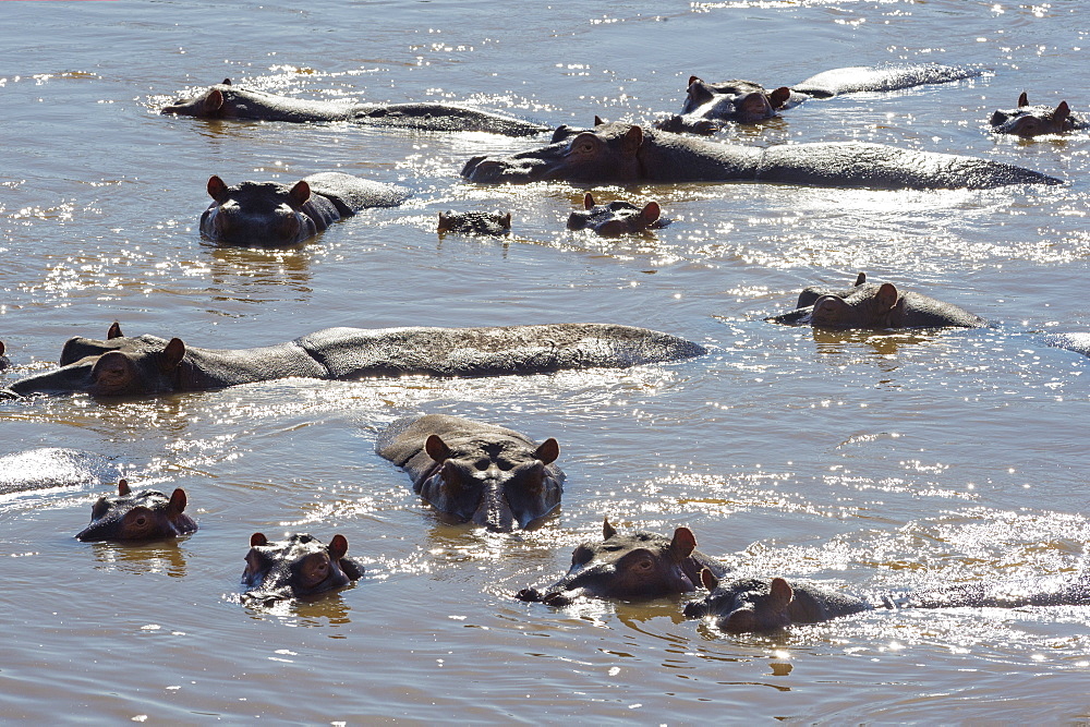 Hippopotamus (Hippopotamus Amphibious), Zambia, Africa