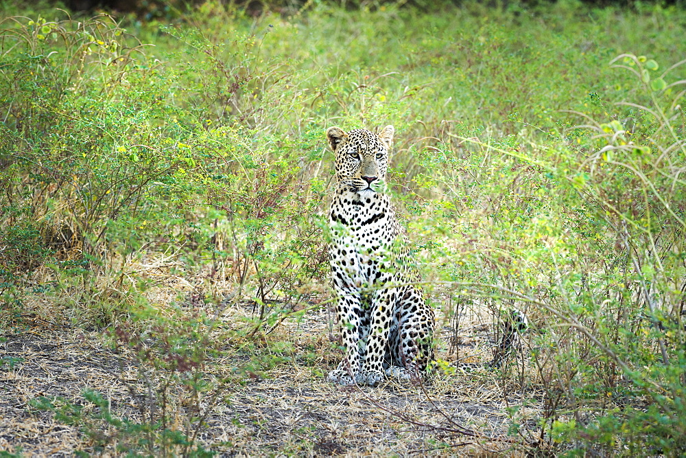 Leopard (Panthera Pardus), Zambia, Africa