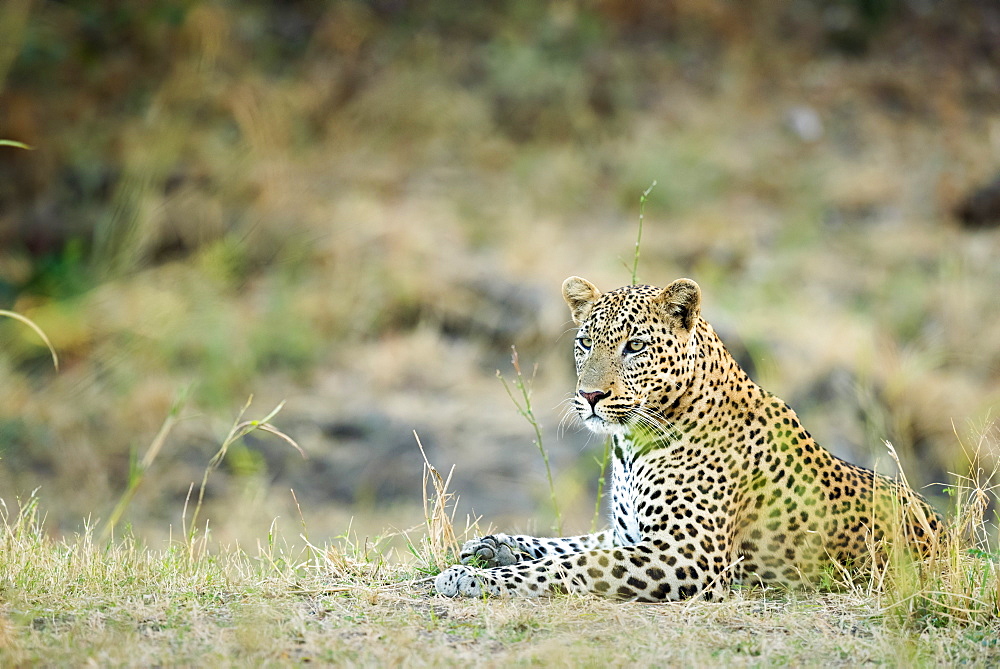 Leopard (Panthera Pardus), Zambia, Africa