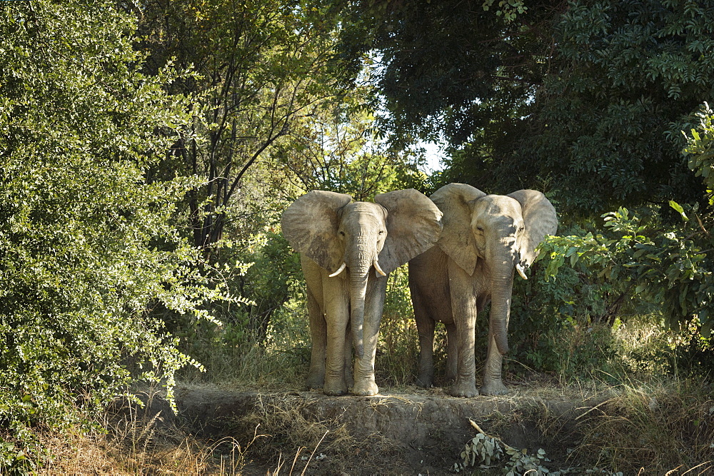 African Elephant (Loxodonta Africana), Zambia, Africa