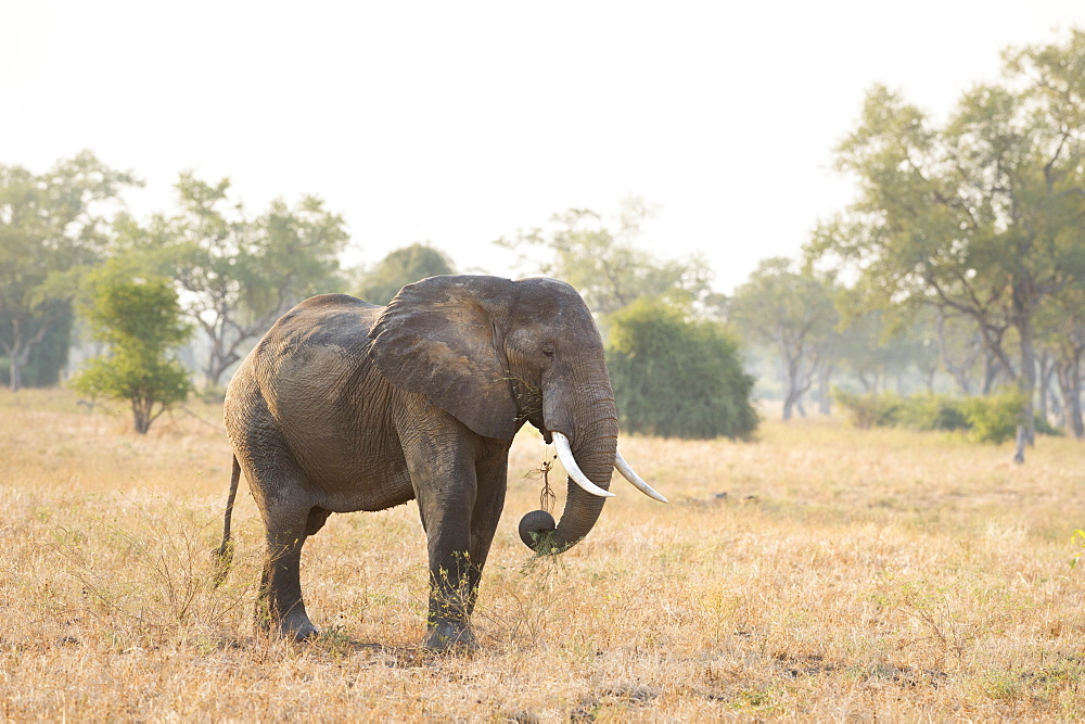 African Elephant (Loxodonta Africana), Zambia, Africa