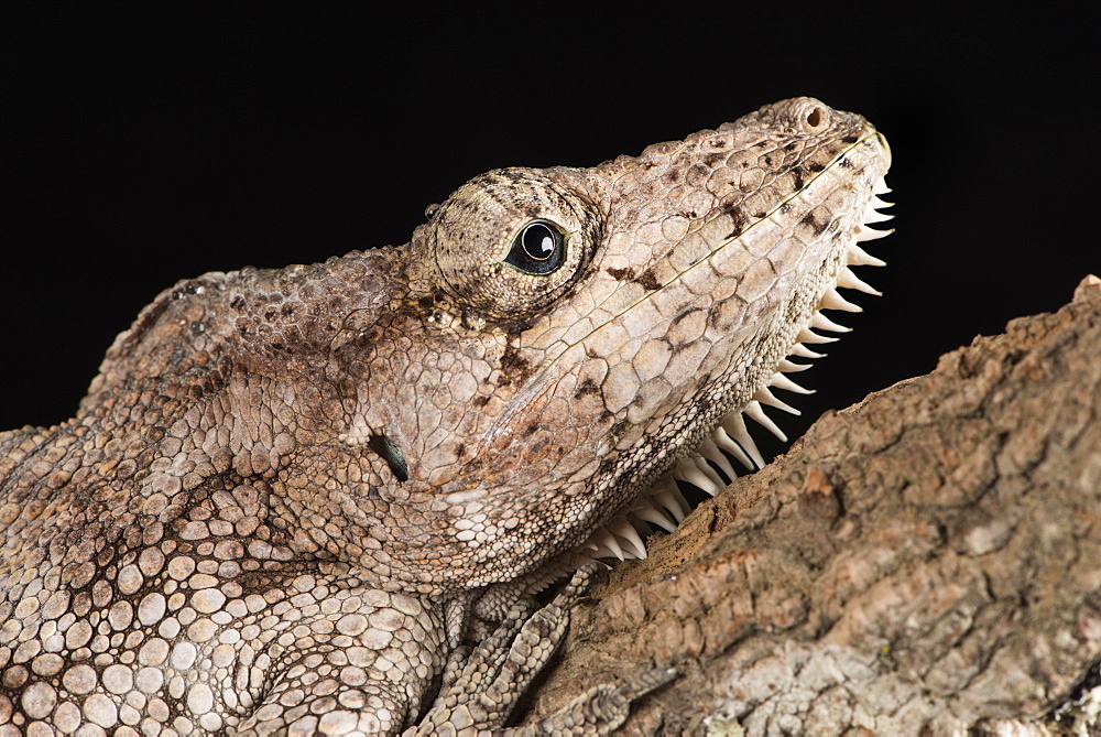 Cuban False Chameleon (Chamaeleolis), captive, Cuba, West Indies, Central America