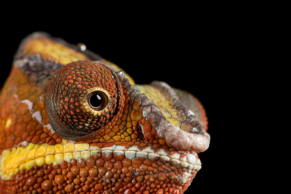 Panther Chameleon (Furcifer Pardalis), captive, Madagascar, Africa