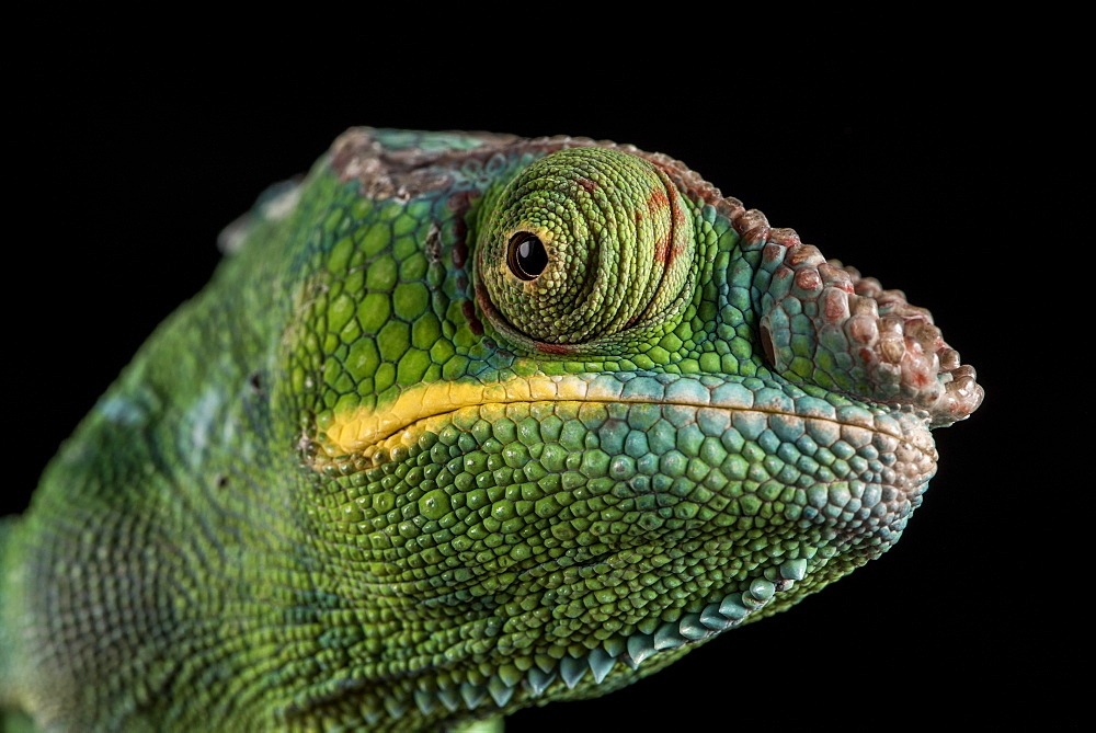 Panther Chameleon (Furcifer Pardalis), captive, Madagascar, Africa