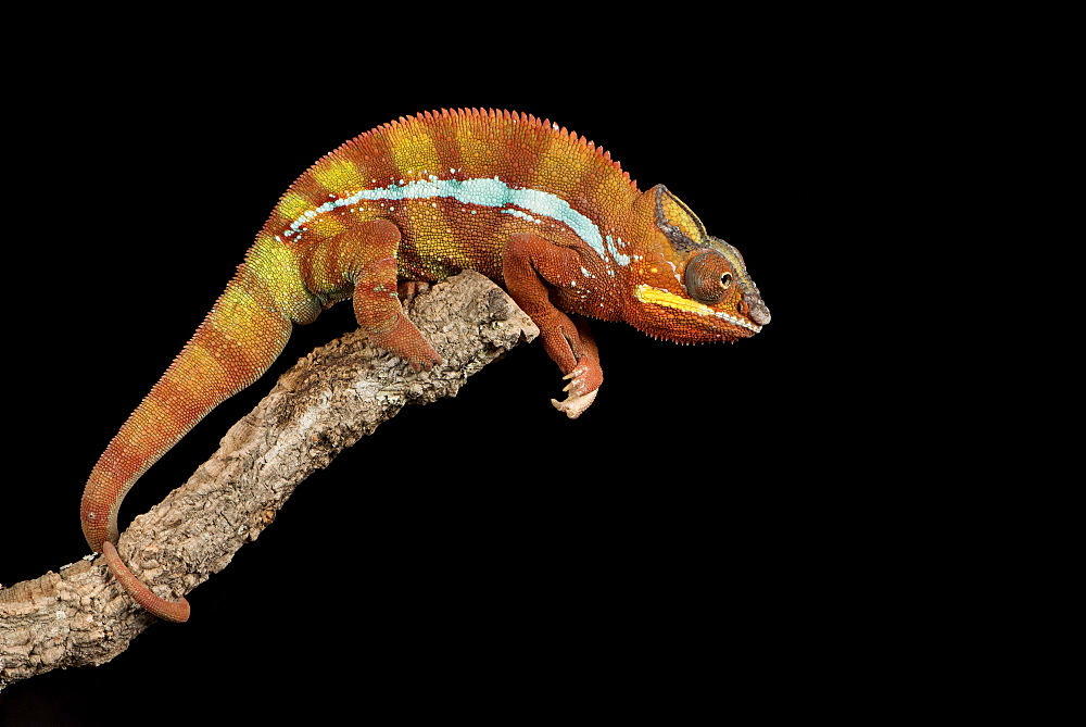 Panther Chameleon (Furcifer Pardalis), captive, Madagascar, Africa