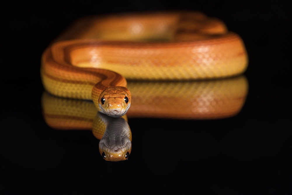 Corn Snake (Pantherophis Guttatus), captive, United States of America, North America