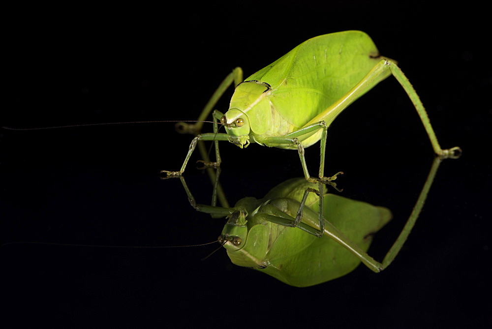 Katydid (Tettigoniidae), captive, Costa Rica, Central America