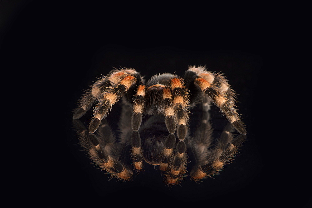 Mexican Red Knee Tarantula (Brachypelma Smithi), captive, Mexico, North America