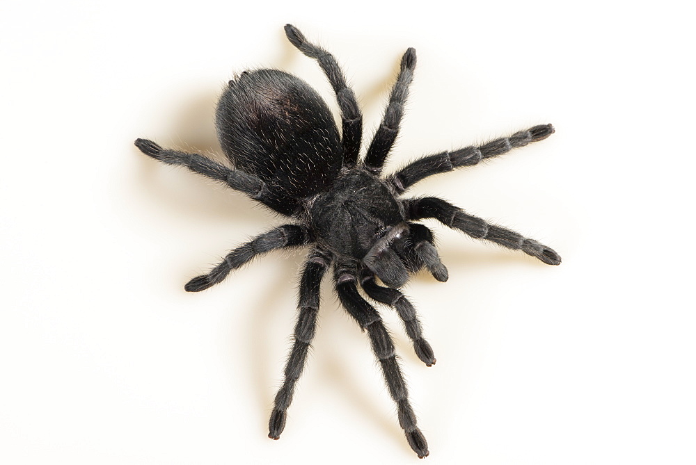 Brazilian Black Tarantula (Theraphosidae), captive, Brazil, South America