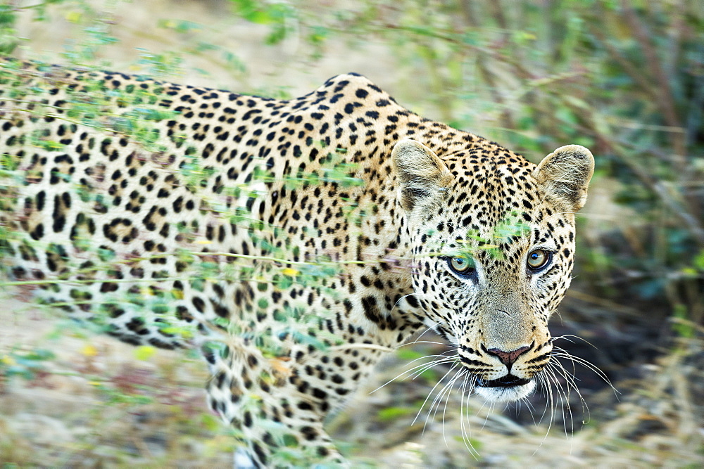 Leopard (Panthera Pardus), Zambia, Africa