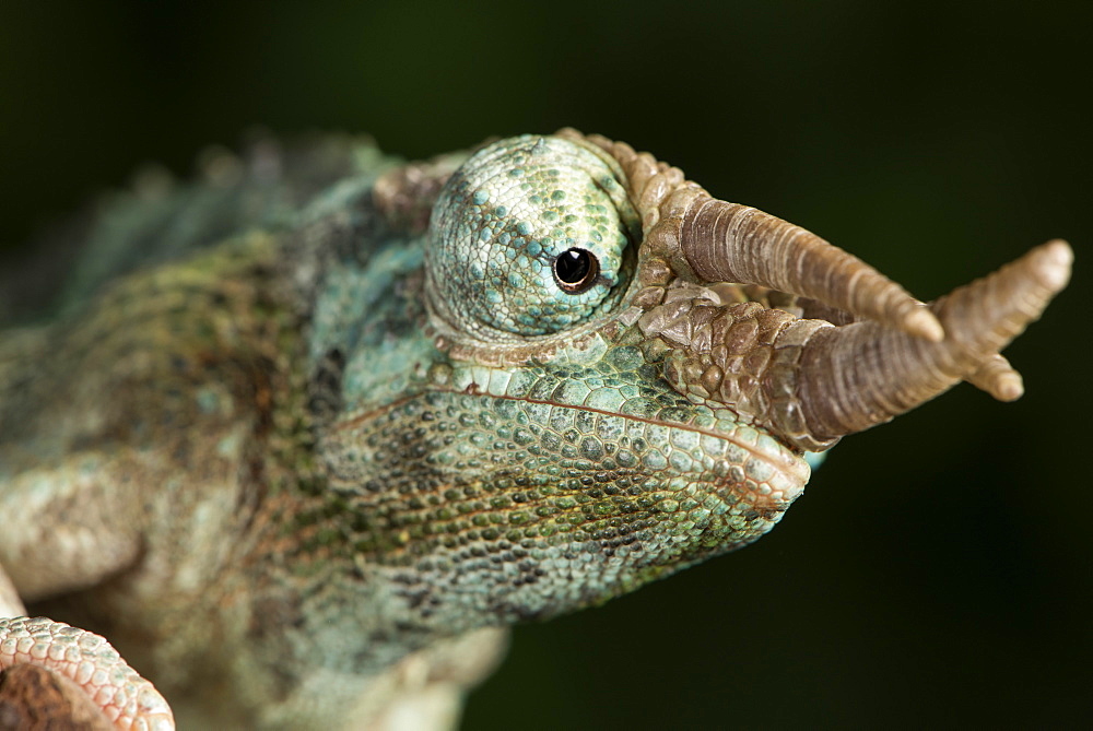 Jacksons Chameleon (Rhinoceros Chameleon) (Trioceros jacksonii), captive, Madagascar, Africa