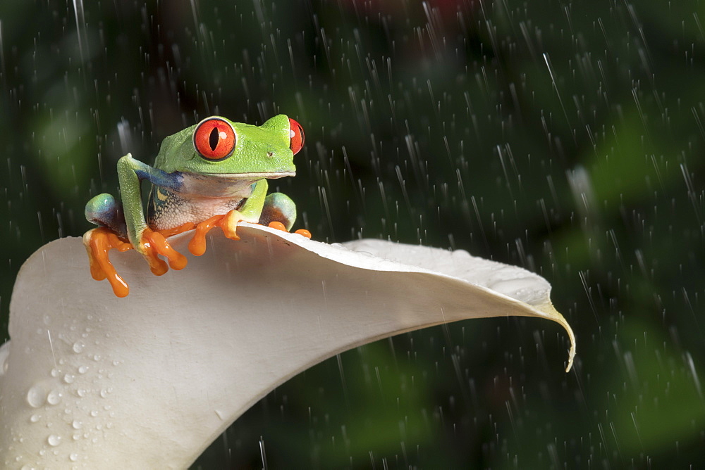 Red Eyed Tree Frog (Agalychnis Callidryas), captive, Colombia, South America