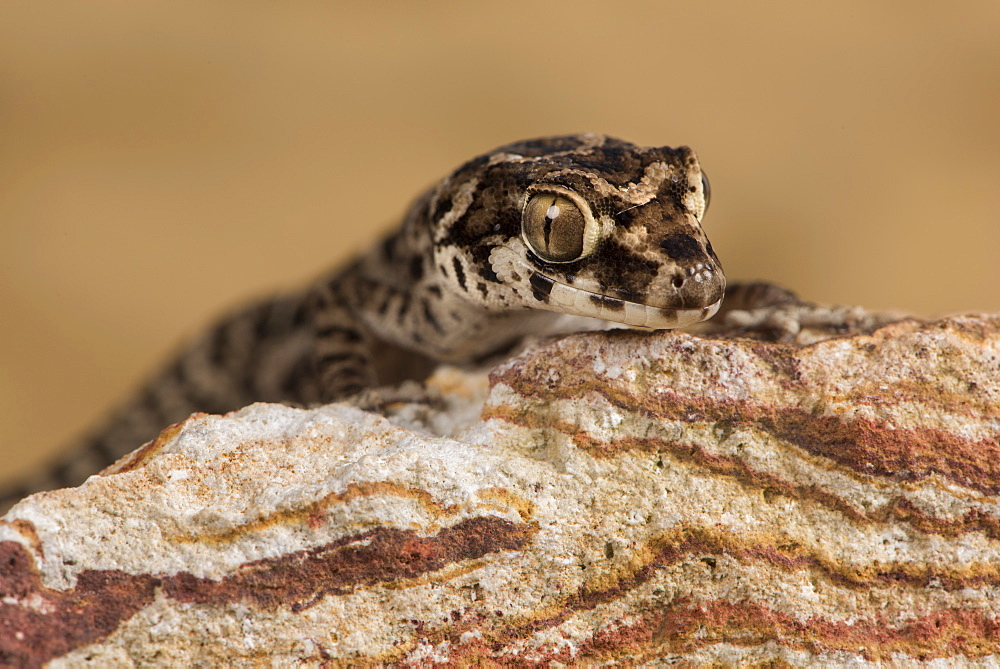 Viper Gecko (Teratolepis fasciata), captive, Pakistan, Asia