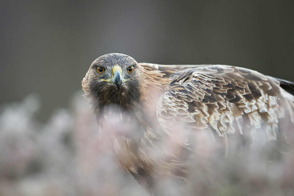 Golden eagle (Aquila chrysaetos), Sweden, Scandinavia, Europe